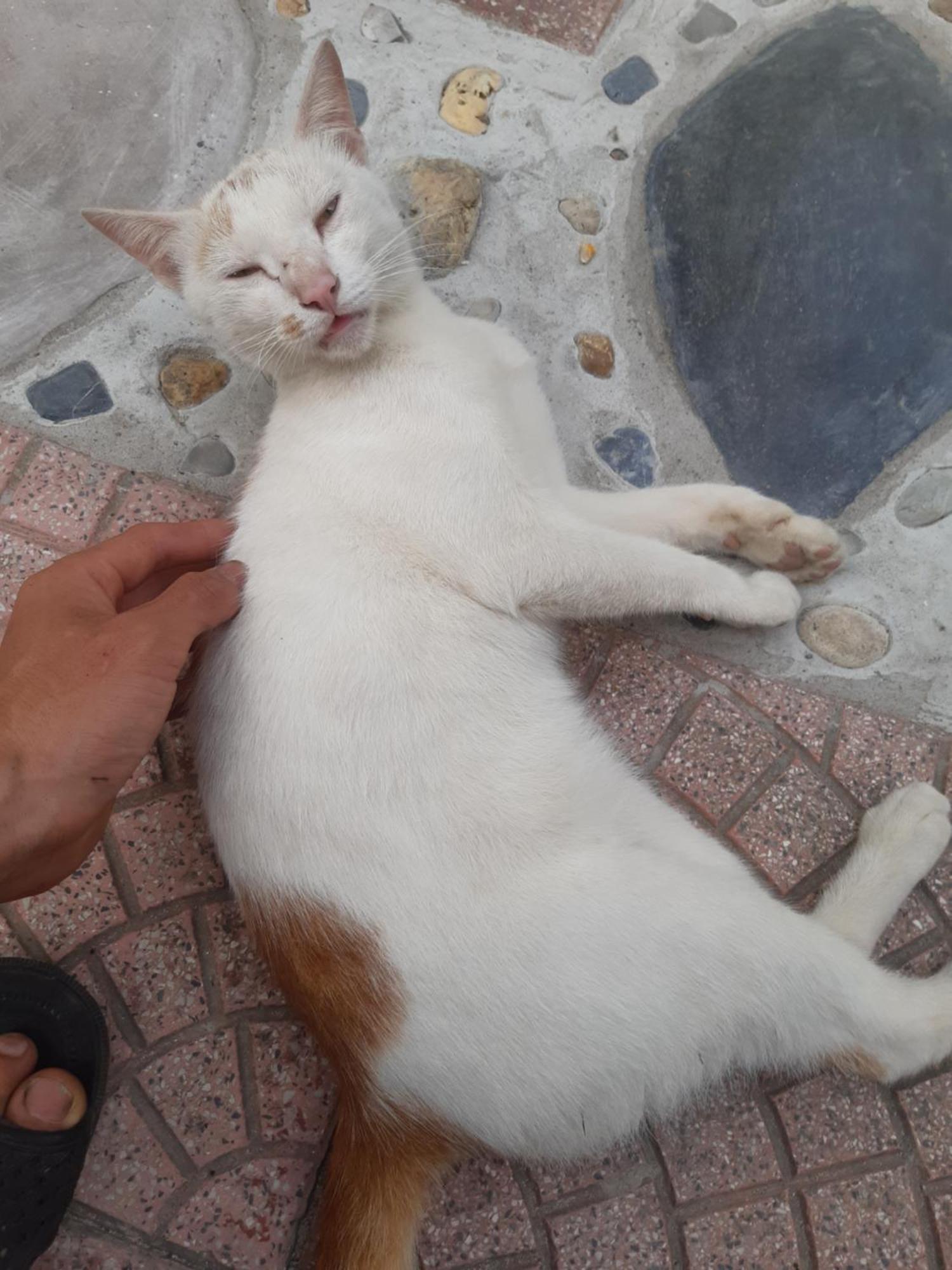 Central Hills Cat Ba Xuan Dam Экстерьер фото